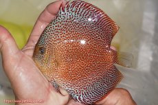 画像1: 【ディスカス】【通販】サクラスーパーパンサー（スーパーファインスポット）【個体販売】12cm（生体）マレーシア　NAディスカスファーム (1)