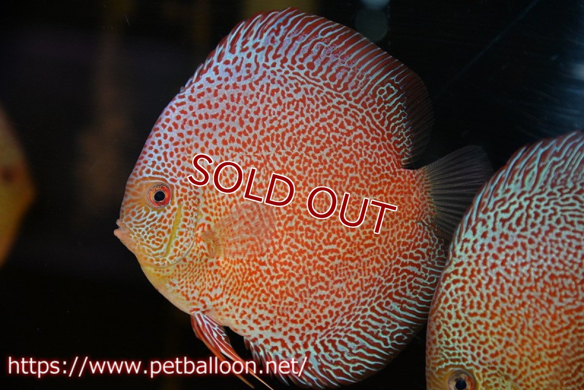 画像2: 【ディスカス】【通販】サクラスーパーパンサー（スーパーファインスポット）【個体販売】12cm（生体）マレーシア　NAディスカスファーム (2)