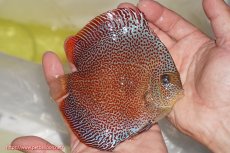 画像4: 【サマーセール10%OFFクーポン番号（10）対象商品 】【ディスカス】【ディスカス】【通販】サクラスーパーパンサー（スーパーファインスポット）【個体販売】12cm（生体）マレーシア　NAディスカスファーム (4)