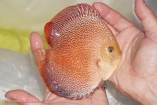 画像3: 【ディスカス】【通販】サクラスーパーパンサー（スーパーファインスポット）【個体販売】12cm（生体）マレーシア　NAディスカスファーム (3)