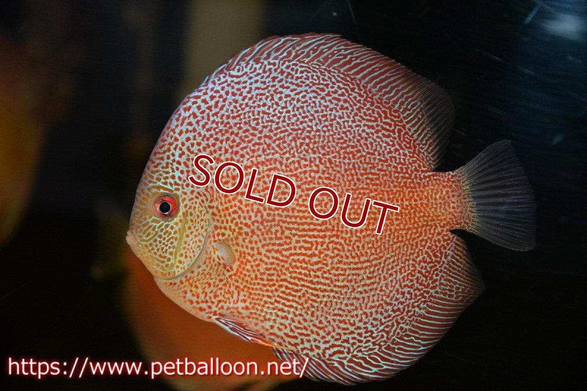 画像1: 【ディスカス】【通販】サクラスーパーパンサー（スーパーファインスポット）【個体販売】12cm（生体）マレーシア　NAディスカスファーム (1)