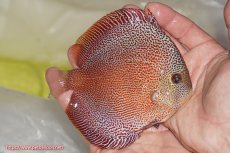 画像2: 【ディスカス】【通販】サクラスーパーパンサー（スーパーファインスポット）【個体販売】12cm（生体）マレーシア　NAディスカスファーム (2)