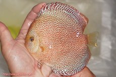 画像1: 【ディスカス】【通販】サクラスーパーパンサー（スーパーファインスポット）【個体販売】12cm（生体）マレーシア　NAディスカスファーム (1)
