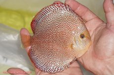 画像2: 【ディスカス】【通販】サクラスーパーパンサー（スーパーファインスポット）【個体販売】12cm（生体）マレーシア　NAディスカスファーム (2)