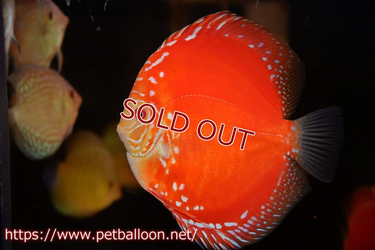 画像2: 【ディスカス】【通販】スーパーレッドドラゴンボール（ハイフォーム）【個体販売】15-16cm（生体）マレーシア　NAディスカスファーム (2)