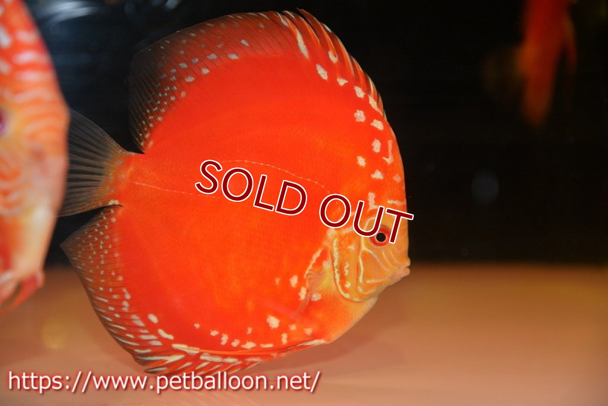 画像3: 【ディスカス】【通販】スーパーレッドドラゴンボール（ハイフォーム）【個体販売】15-16cm（生体）マレーシア　NAディスカスファーム (3)