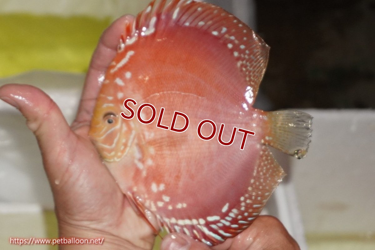 画像4: 【ディスカス】【通販】スーパーレッドドラゴンボール（ハイフォーム）【個体販売】15-16cm（生体）マレーシア　NAディスカスファーム (4)