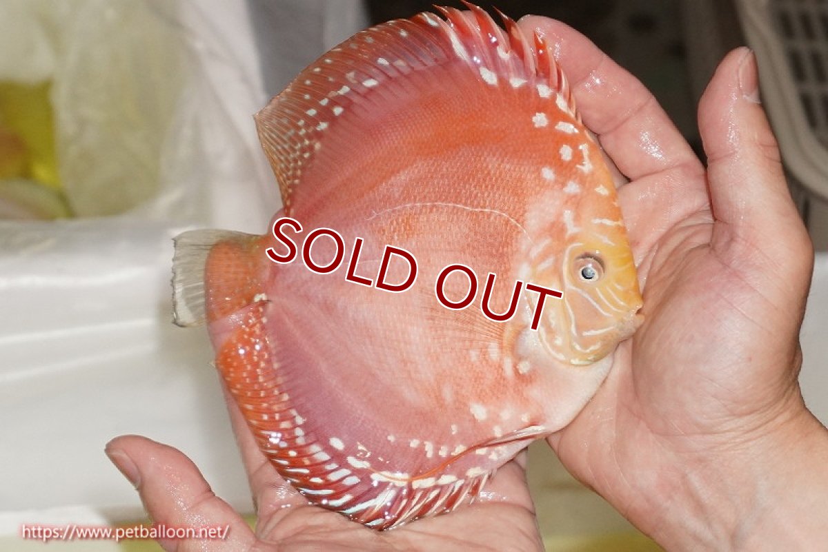 画像5: 【ディスカス】【通販】スーパーレッドドラゴンボール（ハイフォーム）【個体販売】15-16cm（生体）マレーシア　NAディスカスファーム (5)