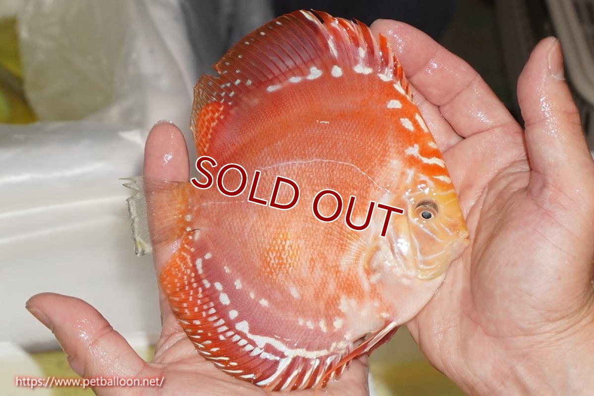 画像2: 【ディスカス】【ディスカス】【通販】スーパーレッドドラゴンボール（ハイフォーム）【個体販売】15-16cm（生体）マレーシア　NAディスカスファーム (2)