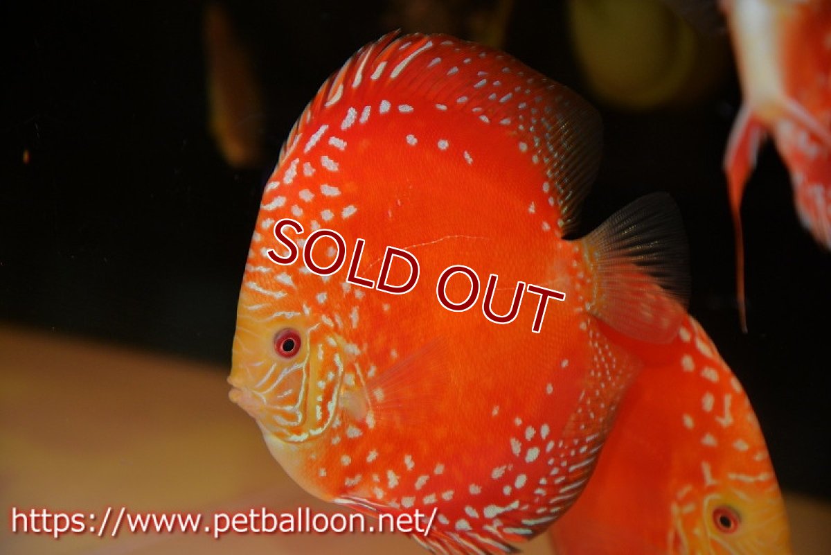 画像2: 【ディスカス】【ディスカス】【通販】スーパーレッドドラゴンボール（ハイフォーム）【個体販売】15-16cm（生体）マレーシア　NAディスカスファーム (2)