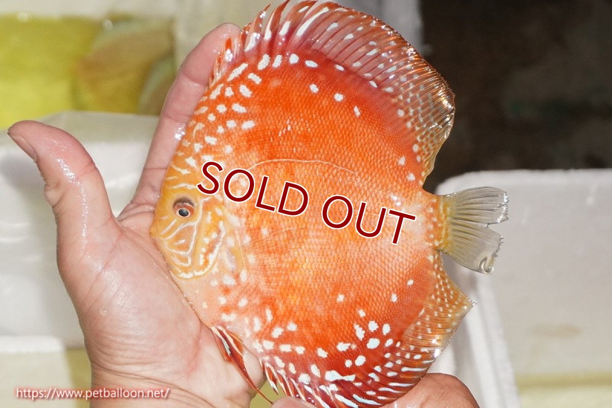 画像3: 【ディスカス】【ディスカス】【通販】スーパーレッドドラゴンボール（ハイフォーム）【個体販売】15-16cm（生体）マレーシア　NAディスカスファーム (3)