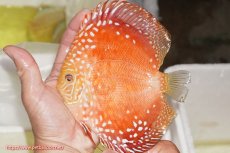 画像3: 【サマーセール10%OFFクーポン番号（10）対象商品 】【ディスカス】【ディスカス】【通販】スーパーレッドドラゴンボール（ハイフォーム）【個体販売】15-16cm（生体）マレーシア　NAディスカスファーム (3)
