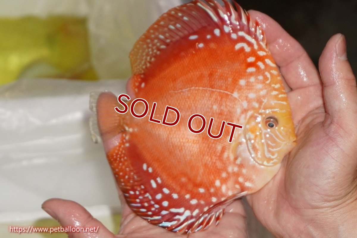 画像4: 【ディスカス】【ディスカス】【通販】スーパーレッドドラゴンボール（ハイフォーム）【個体販売】15-16cm（生体）マレーシア　NAディスカスファーム (4)