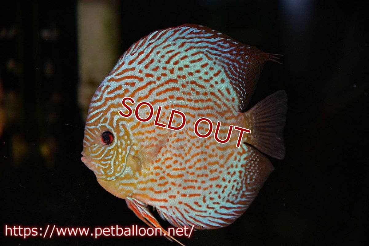 画像2: 【ディスカス】【ディスカス】【通販】サクラメイズレオパード（ハイフォーム）【個体ペア販売】15-16cm（生体）マレーシア　KLディスカスファーム (2)