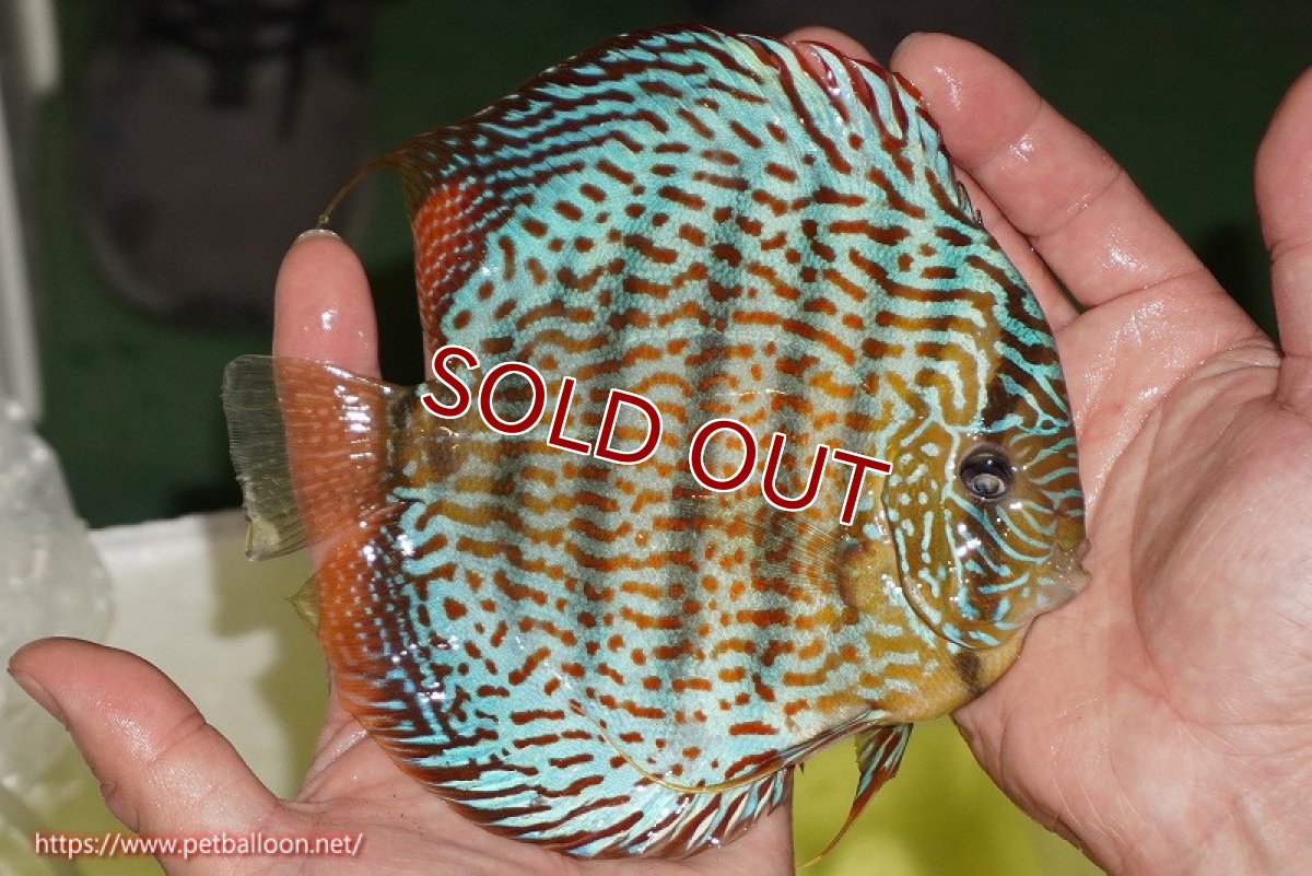 画像3: 【ディスカス】【ディスカス】【通販】サクラメイズレオパード（ハイフォーム）【個体ペア販売】15-16cm（生体）マレーシア　KLディスカスファーム (3)