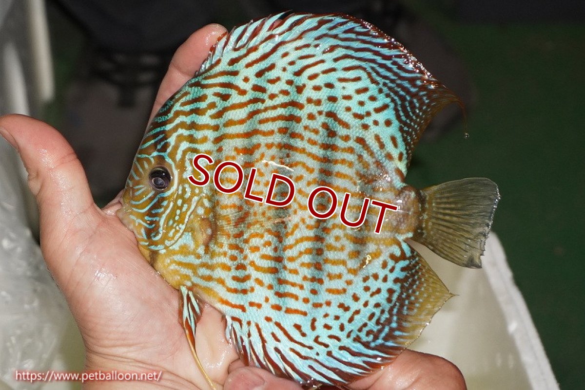 画像4: 【ディスカス】【ディスカス】【通販】サクラメイズレオパード（ハイフォーム）【個体ペア販売】15-16cm（生体）マレーシア　KLディスカスファーム (4)