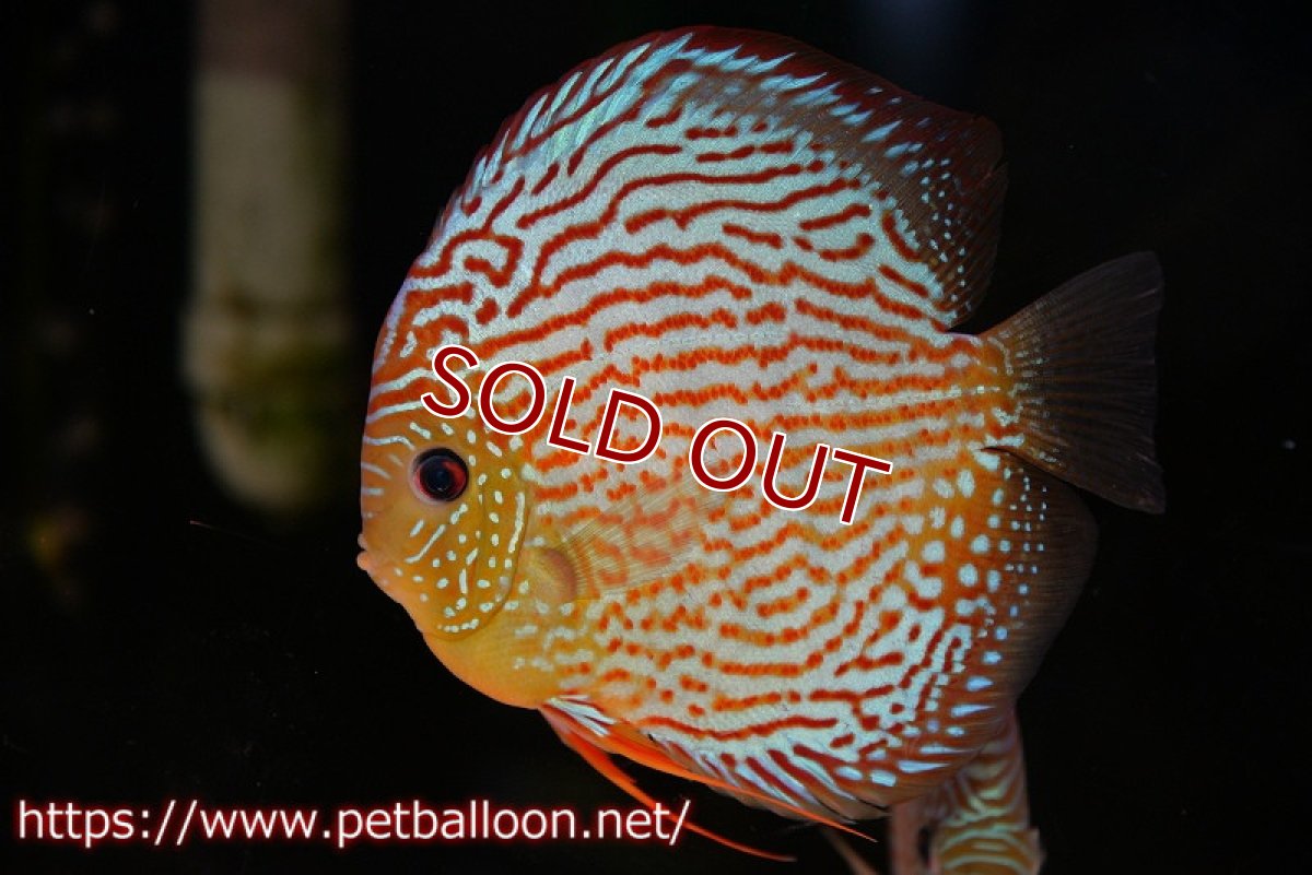 画像5: 【ディスカス】【ディスカス】【通販】サクラメイズレオパード（ハイフォーム）【個体ペア販売】15-16cm（生体）マレーシア　KLディスカスファーム (5)