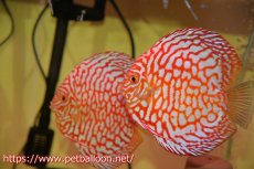 画像1: 【アーリーサマーセール10%OFFクーポン番号（10）対象商品 改良ディスカス10000円以上お買い上げでプレミアムディスカスフードプレゼント】【ディスカス】【通販】スーパーレッドジャガー（ハイフォーム）【個体ペア販売】13-14cm（生体）マレーシア　NAディスカスファーム (1)