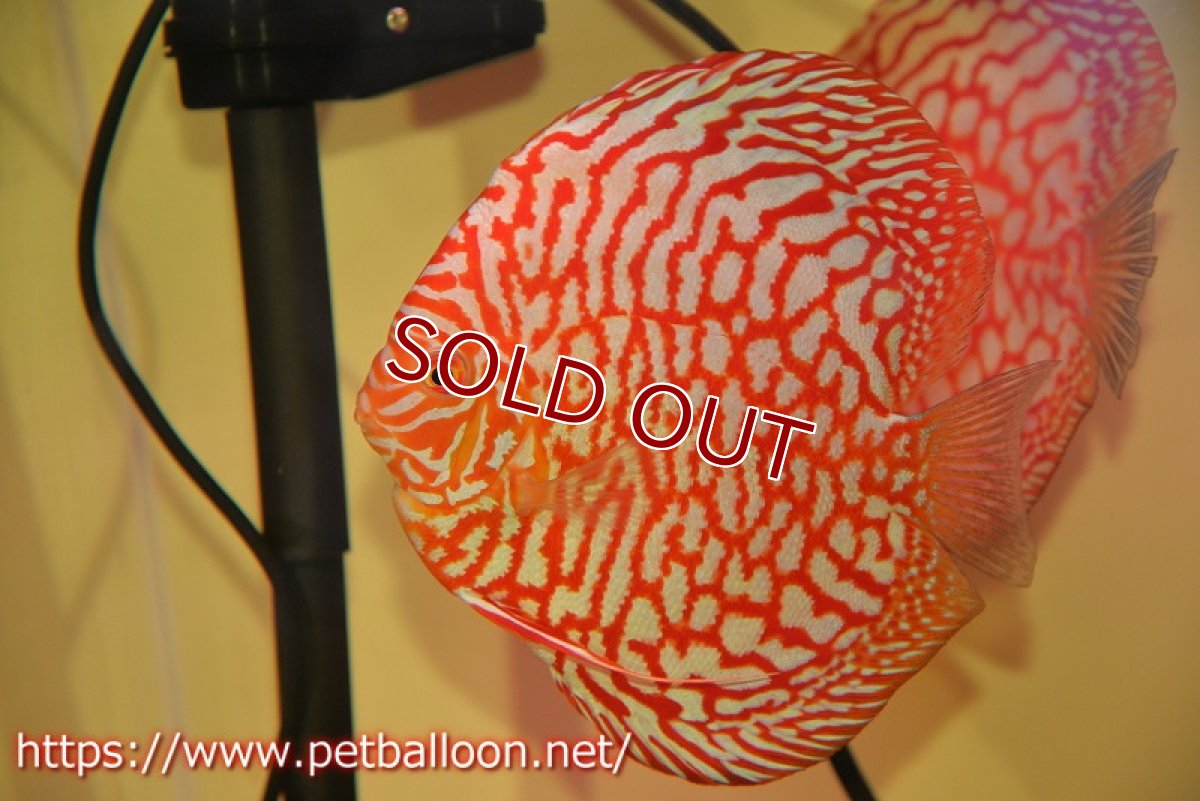 画像2: 【ディスカス】【ディスカス】【通販】スーパーレッドジャガー（ハイフォーム）【個体ペア販売】13-14cm（生体）マレーシア　NAディスカスファーム (2)