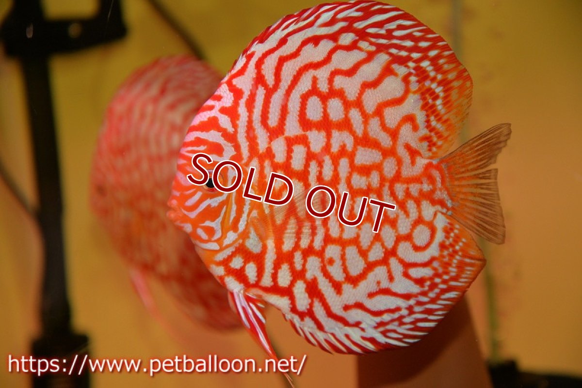 画像5: 【ディスカス】【ディスカス】【通販】スーパーレッドジャガー（ハイフォーム）【個体ペア販売】13-14cm（生体）マレーシア　NAディスカスファーム (5)