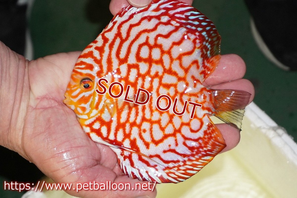 画像6: 【ディスカス】【ディスカス】【通販】スーパーレッドジャガー（ハイフォーム）【個体ペア販売】13-14cm（生体）マレーシア　NAディスカスファーム (6)