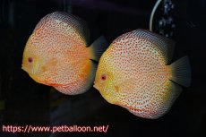 画像1: 【ディスカス】【通販】サクラゴールデンレオパードスネーク（ハイフォーム）【個体ペア販売】15-16cm（生体）マレーシア　KLディスカスファーム (1)