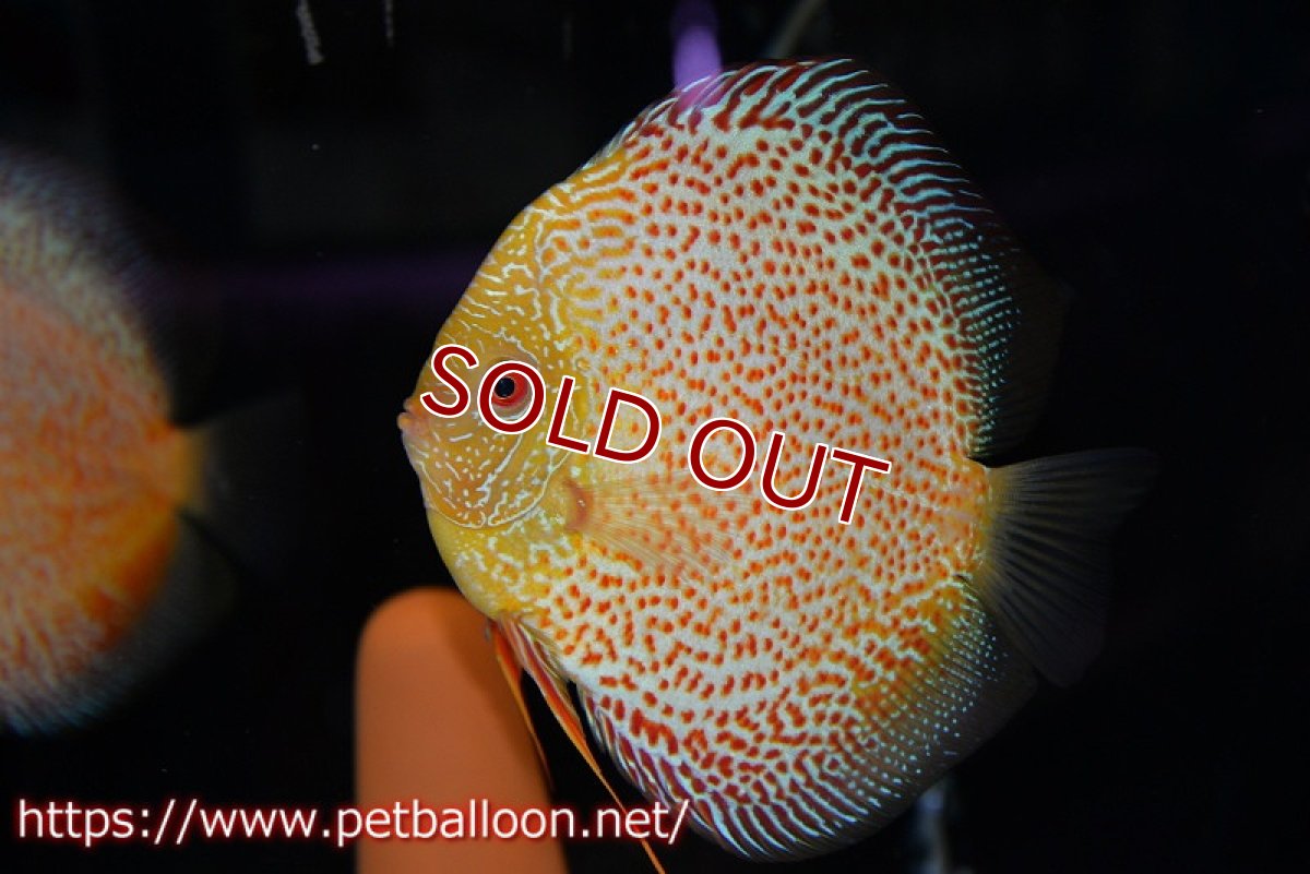 画像2: 【ディスカス】【通販】【産卵経験あり】サクラゴールデンレオパードスネーク（ハイフォーム）【個体ペア販売】15-16cm（生体）マレーシア　KLディスカスファーム (2)