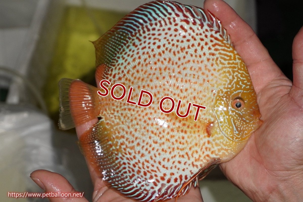 画像4: 【ディスカス】【通販】【産卵経験あり】サクラゴールデンレオパードスネーク（ハイフォーム）【個体ペア販売】15-16cm（生体）マレーシア　KLディスカスファーム (4)