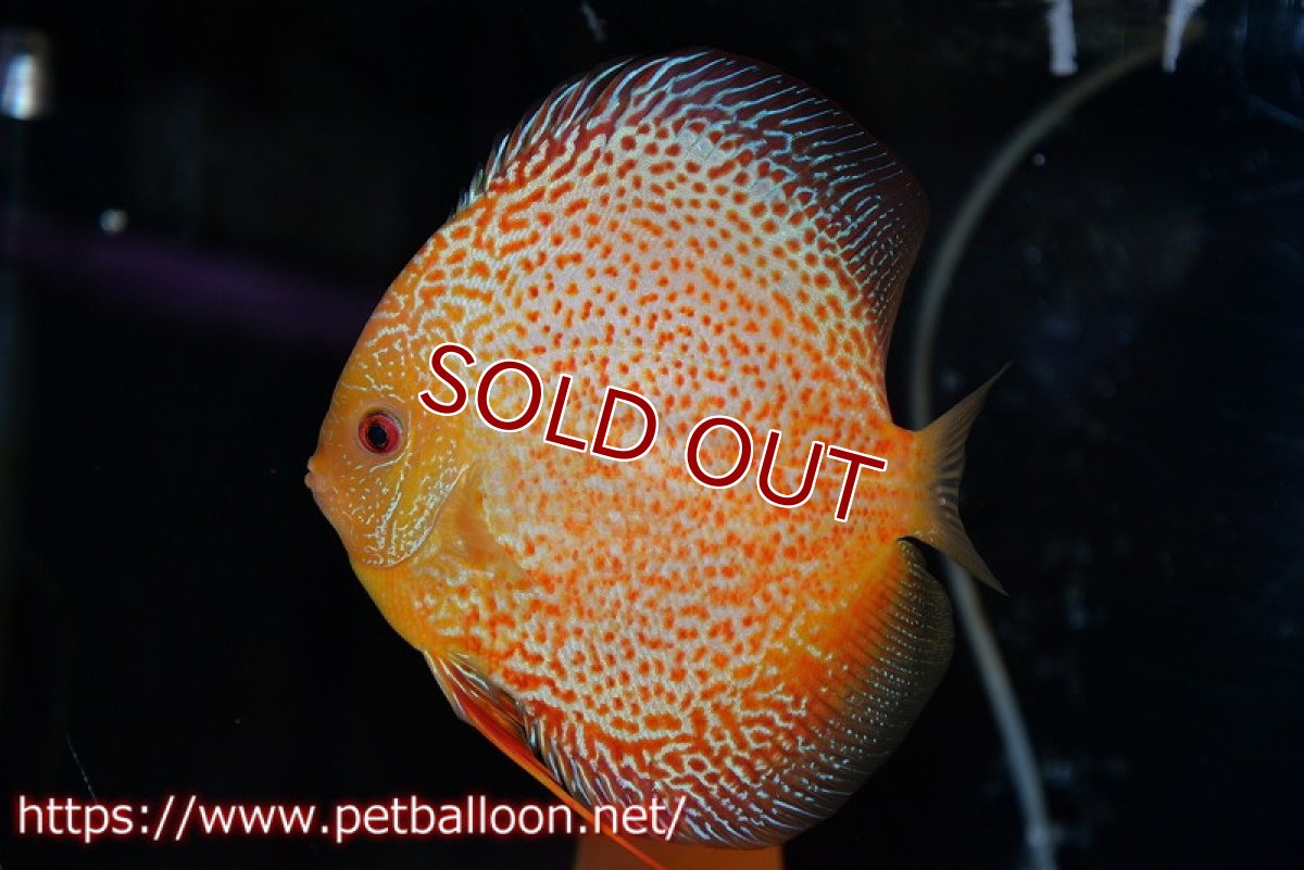 画像5: 【ディスカス】【通販】【産卵経験あり】サクラゴールデンレオパードスネーク（ハイフォーム）【個体ペア販売】15-16cm（生体）マレーシア　KLディスカスファーム (5)