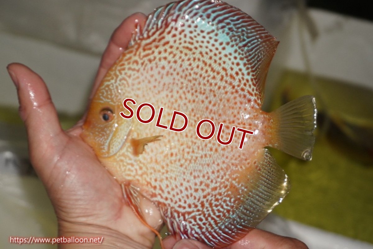 画像6: 【ディスカス】【通販】【産卵経験あり】サクラゴールデンレオパードスネーク（ハイフォーム）【個体ペア販売】15-16cm（生体）マレーシア　KLディスカスファーム (6)