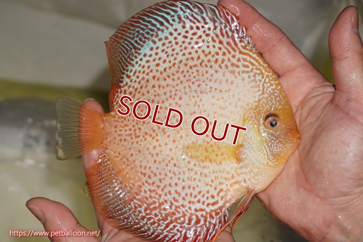 画像7: 【ディスカス】【通販】【産卵経験あり】サクラゴールデンレオパードスネーク（ハイフォーム）【個体ペア販売】15-16cm（生体）マレーシア　KLディスカスファーム (7)