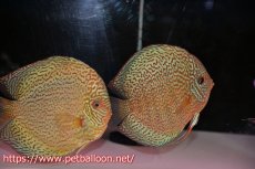 画像1: 【ディスカス】【通販】ロイヤルレッドパールサクラ（ハイフォーム）【個体ペア販売】16cm（生体）マレーシア　NAディスカスファーム (1)