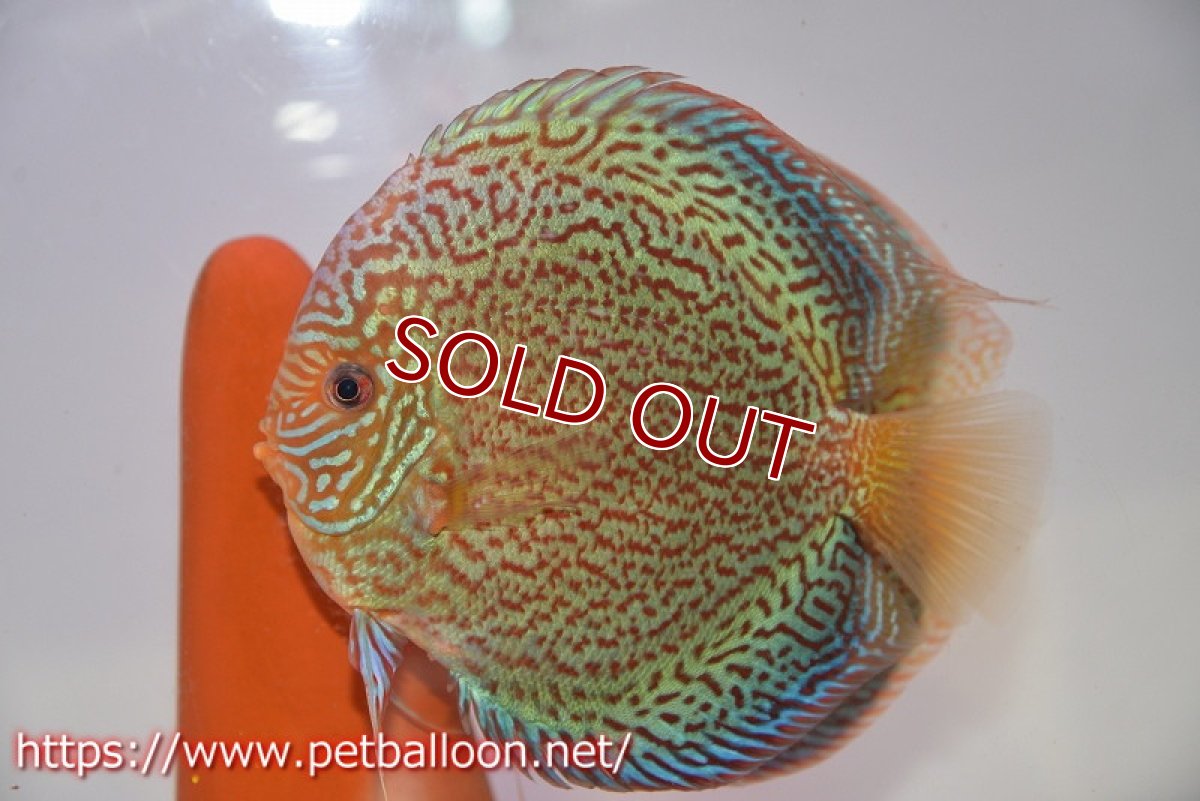 画像2: 【ディスカス】【通販】【産卵経験あり】ロイヤルレッドパールサクラ（ハイフォーム）【個体ペア販売】16cm（生体）マレーシア　NAディスカスファーム (2)