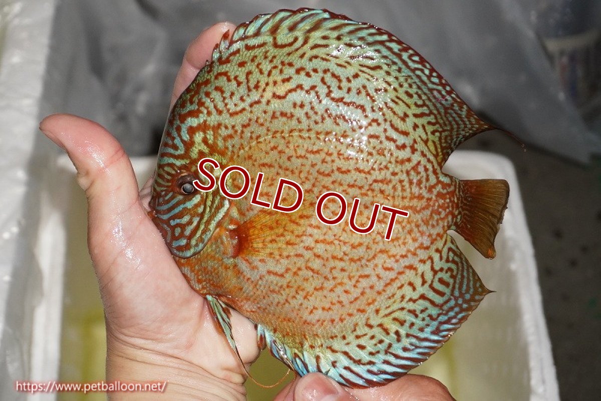 画像3: 【ディスカス】【通販】【産卵経験あり】ロイヤルレッドパールサクラ（ハイフォーム）【個体ペア販売】16cm（生体）マレーシア　NAディスカスファーム (3)