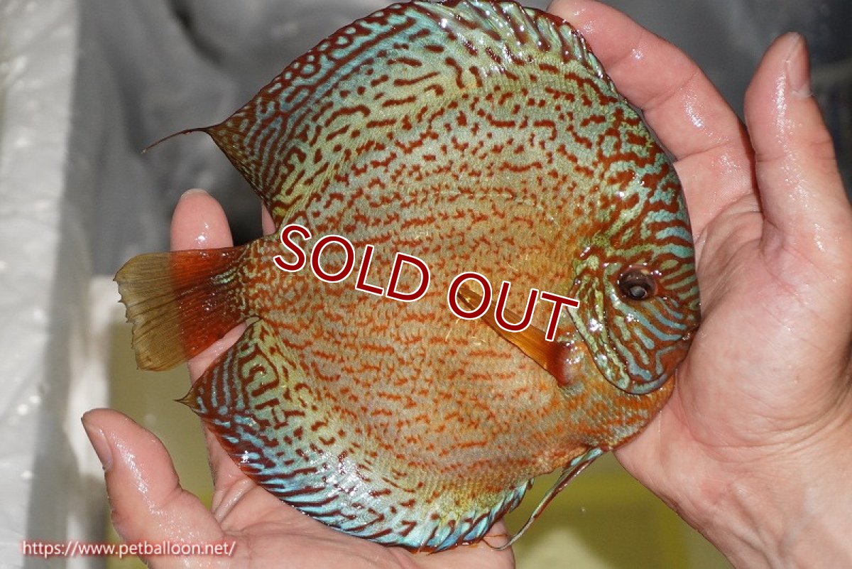 画像4: 【ディスカス】【通販】【産卵経験あり】ロイヤルレッドパールサクラ（ハイフォーム）【個体ペア販売】16cm（生体）マレーシア　NAディスカスファーム (4)