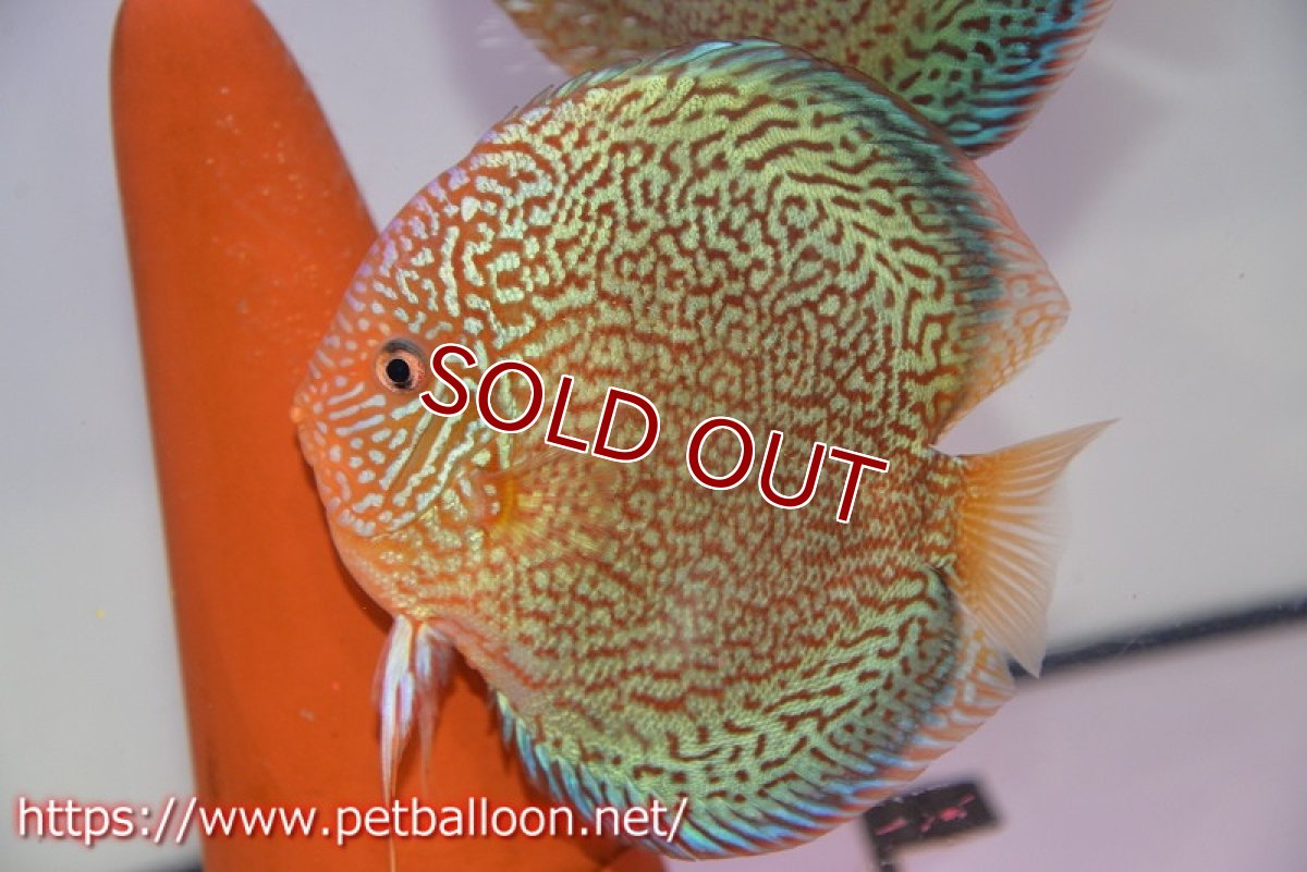 画像5: 【ディスカス】【通販】【産卵経験あり】ロイヤルレッドパールサクラ（ハイフォーム）【個体ペア販売】16cm（生体）マレーシア　NAディスカスファーム (5)