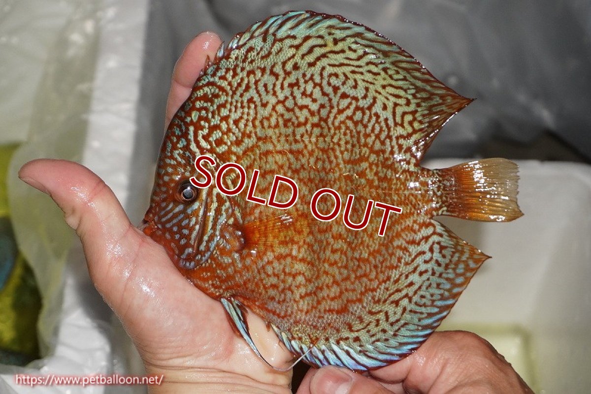 画像6: 【ディスカス】【通販】【産卵経験あり】ロイヤルレッドパールサクラ（ハイフォーム）【個体ペア販売】16cm（生体）マレーシア　NAディスカスファーム (6)