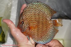 画像6: 【ディスカス】【通販】ロイヤルレッドパールサクラ（ハイフォーム）【個体ペア販売】16cm（生体）マレーシア　NAディスカスファーム (6)
