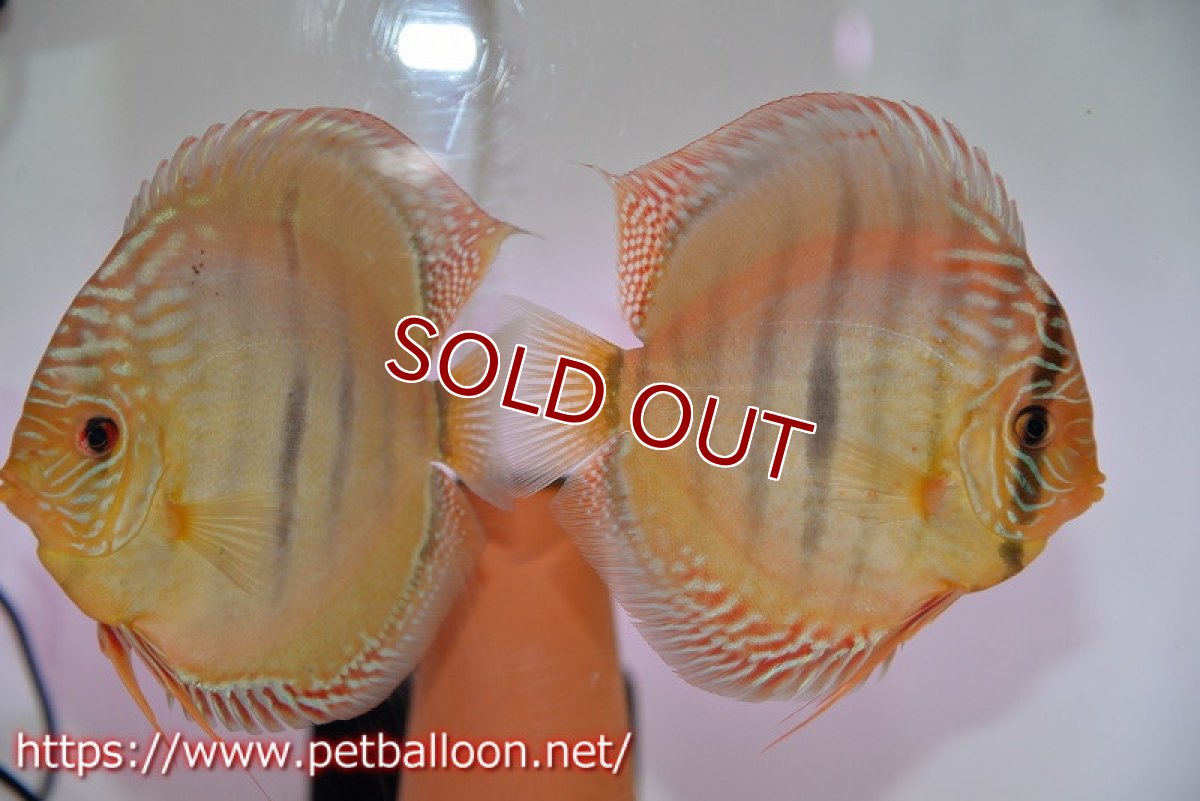 画像1: 【ディスカス】【通販】【激レア　ニューストレイン】ラーゴパラコニブラッドレッドヘッケルクロス（ハイフォーム）【個体ペア販売】14cm（生体）マレーシア　KLディスカスファーム (1)