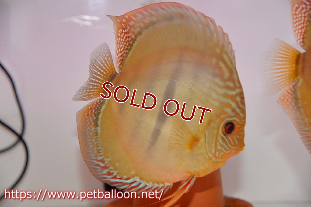 画像2: 【ディスカス】【通販】【激レア　ニューストレイン】ラーゴパラコニブラッドレッドヘッケルクロス（ハイフォーム）【個体ペア販売】14cm（生体）マレーシア　KLディスカスファーム (2)