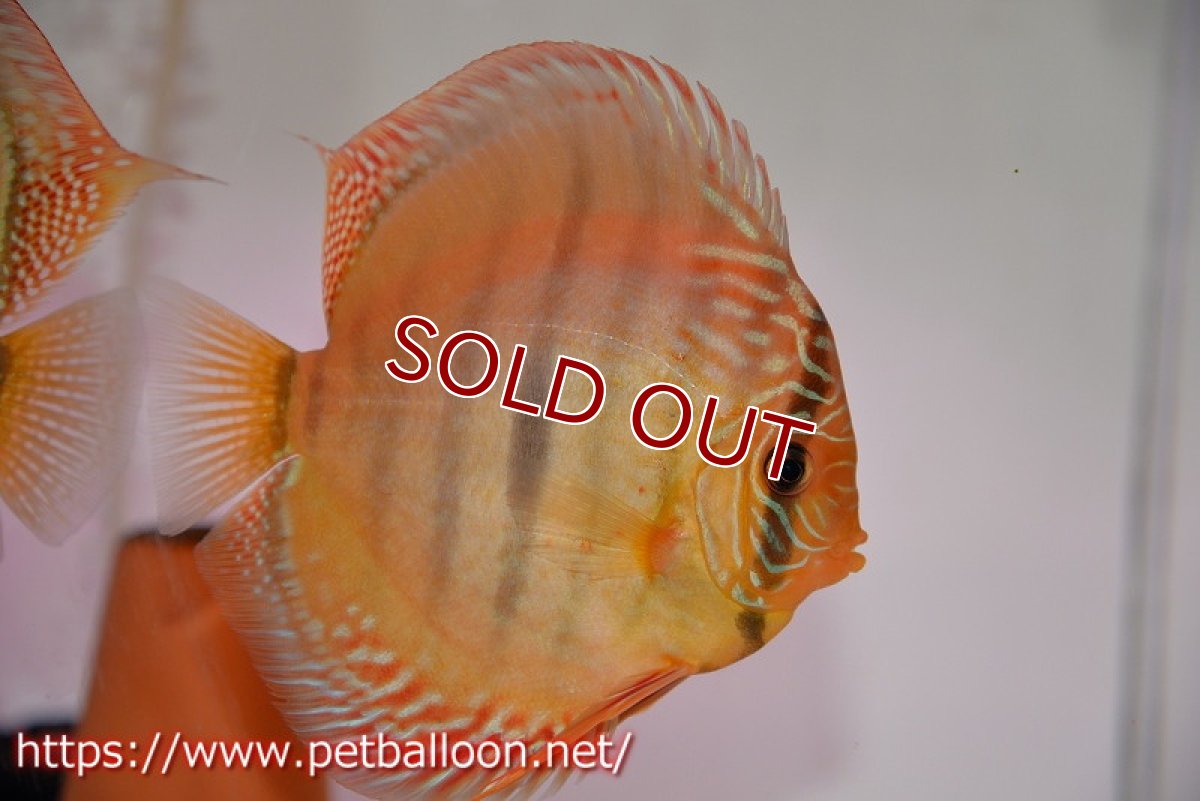 画像5: 【ディスカス】【通販】【激レア　ニューストレイン】ラーゴパラコニブラッドレッドヘッケルクロス（ハイフォーム）【個体ペア販売】14cm（生体）マレーシア　KLディスカスファーム (5)