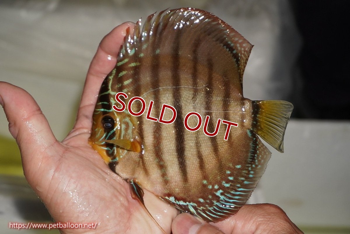 画像6: 【ディスカス】【通販】【激レア　ニューストレイン】ラーゴパラコニブラッドレッドヘッケルクロス（ハイフォーム）【個体ペア販売】14cm（生体）マレーシア　KLディスカスファーム (6)