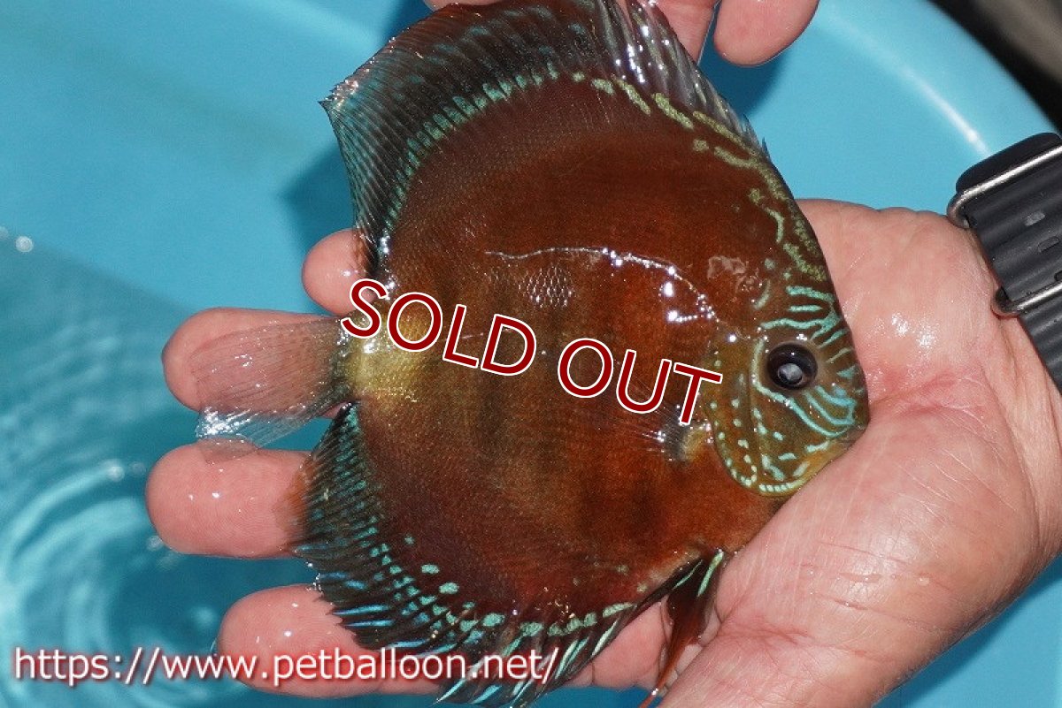 画像2: 【ディスカス】【通販】【超激レア 現地セレクト個体】(【激赤必至】朱月 (種親候補レベル)【個体販売】13-15cm【証明書付】(生体)B-HOUSE 倉津氏作出 (2)