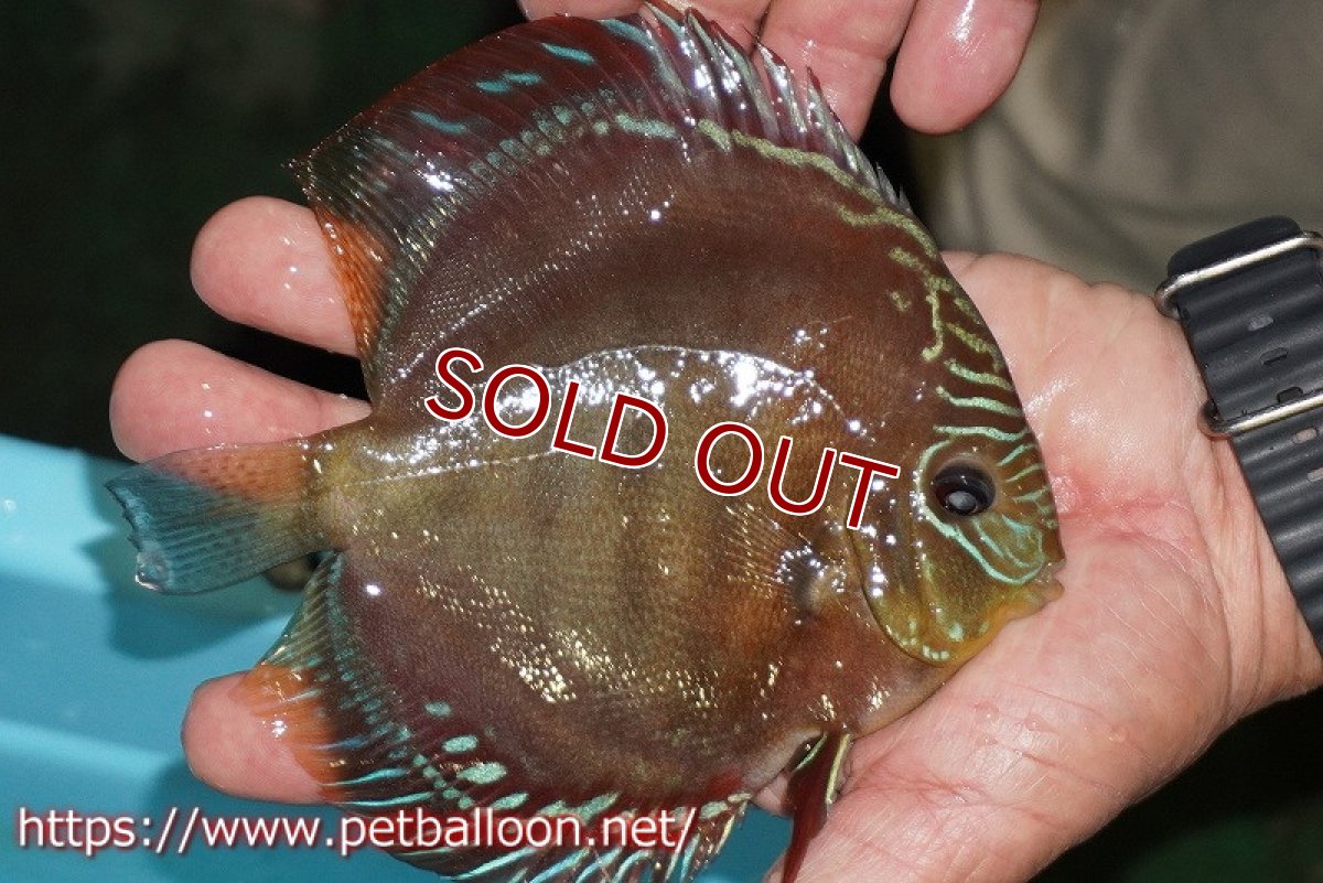 画像2: 【ディスカス】【通販】【超激レア 現地セレクト個体】(【激赤必至】朱月 (種親候補レベル)【個体販売】13-15cm【証明書付】(生体)B-HOUSE 倉津氏作出 (2)