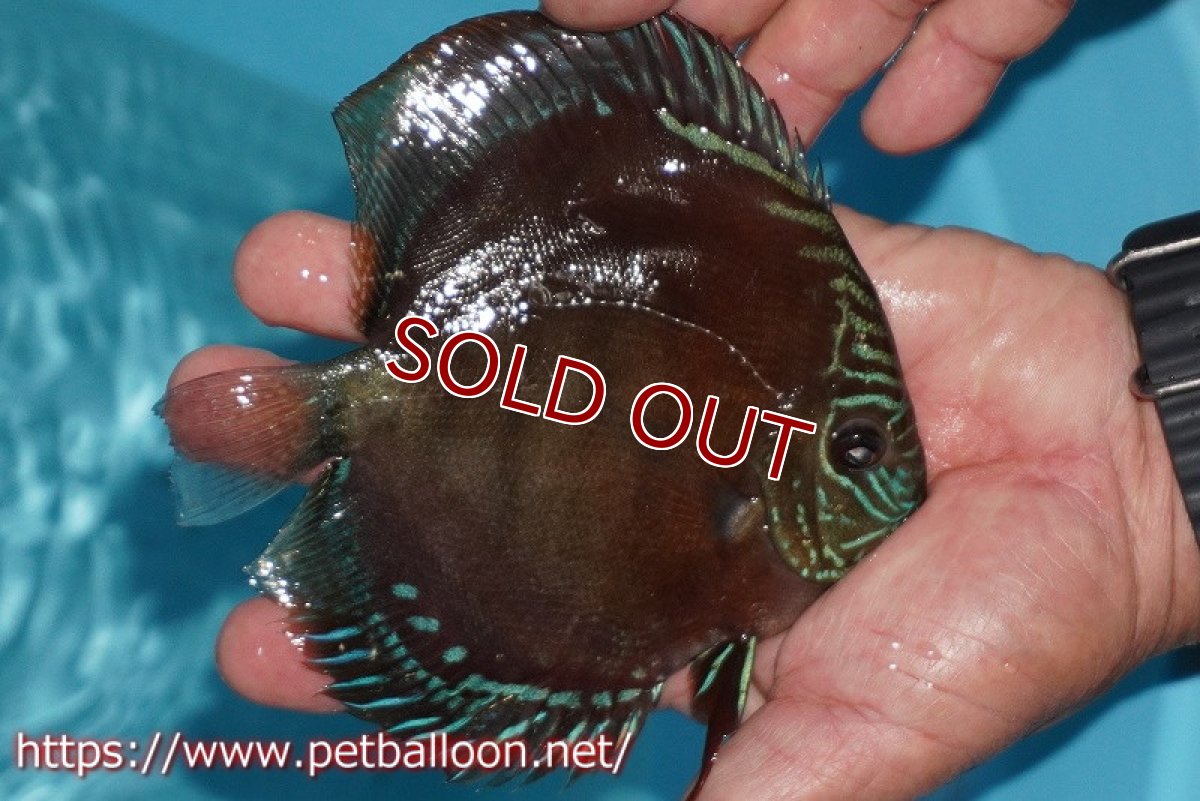 画像2: 【ディスカス】【通販】【超激レア 現地セレクト個体】(【激赤必至】朱月 (種親候補レベル)【個体販売】13-15cm【証明書付】(生体)B-HOUSE 倉津氏作出 (2)