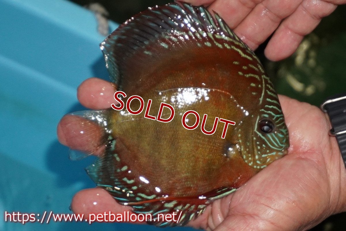 画像2: 【ディスカス】【通販】【超激レア 現地セレクト個体】(【激赤必至】朱月 (種親候補レベル)【個体販売】13-15cm【証明書付】(生体)B-HOUSE 倉津氏作出 (2)