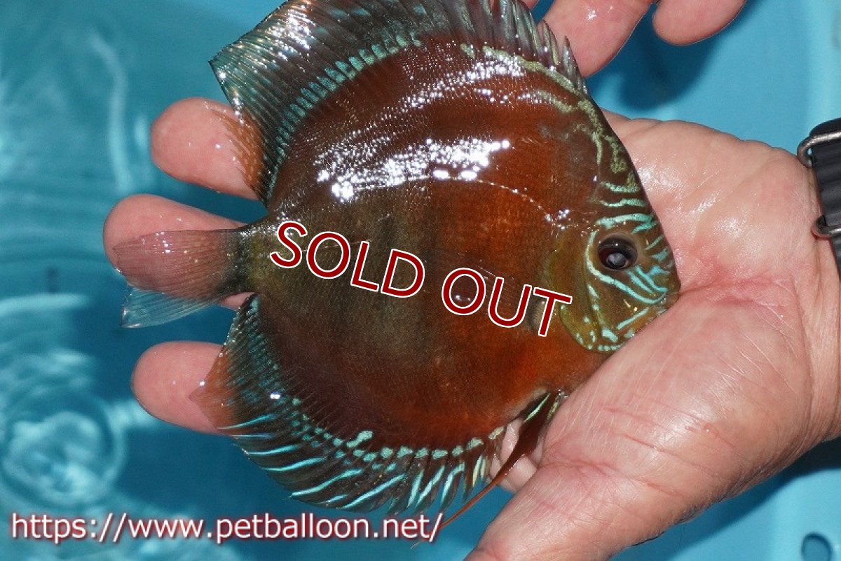 画像2: 【ディスカス】【通販】【超激レア 現地セレクト個体】(【激赤必至】朱月 （種親候補レベル）【個体販売】13-15cm【証明書付】（生体）B-HOUSE 倉津氏作出 (2)