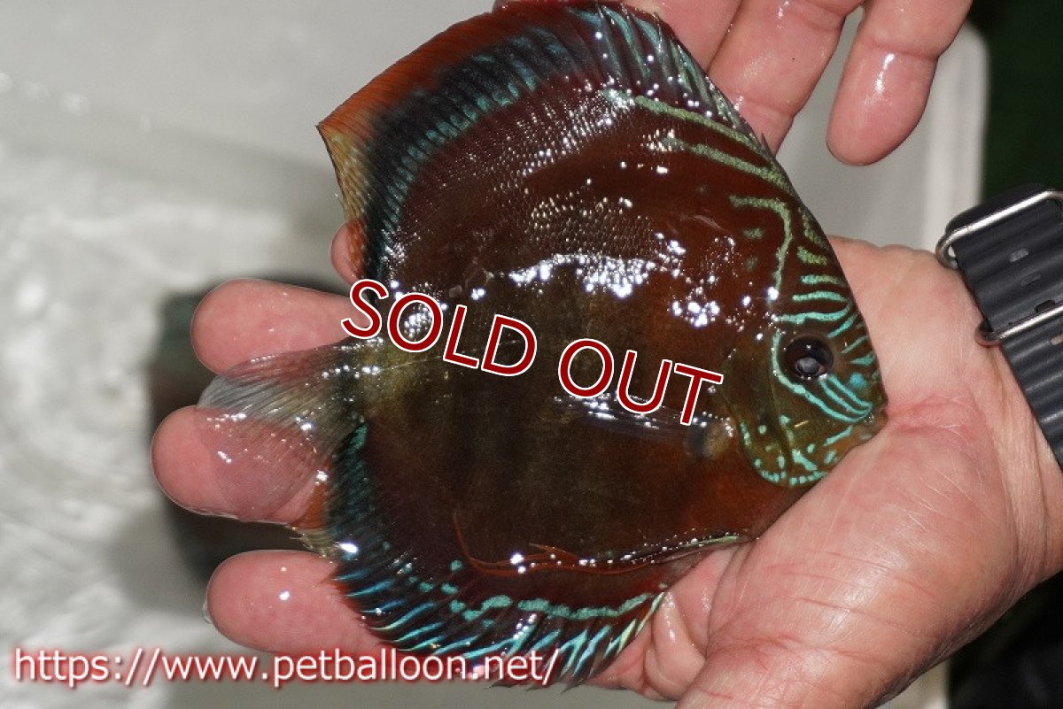 画像2: 【ディスカス】【通販】【超激レア 現地セレクト個体】(【激赤必至】朱月 (種親候補レベル)【個体販売】13-15cm【証明書付】(生体)B-HOUSE 倉津氏作出 (2)