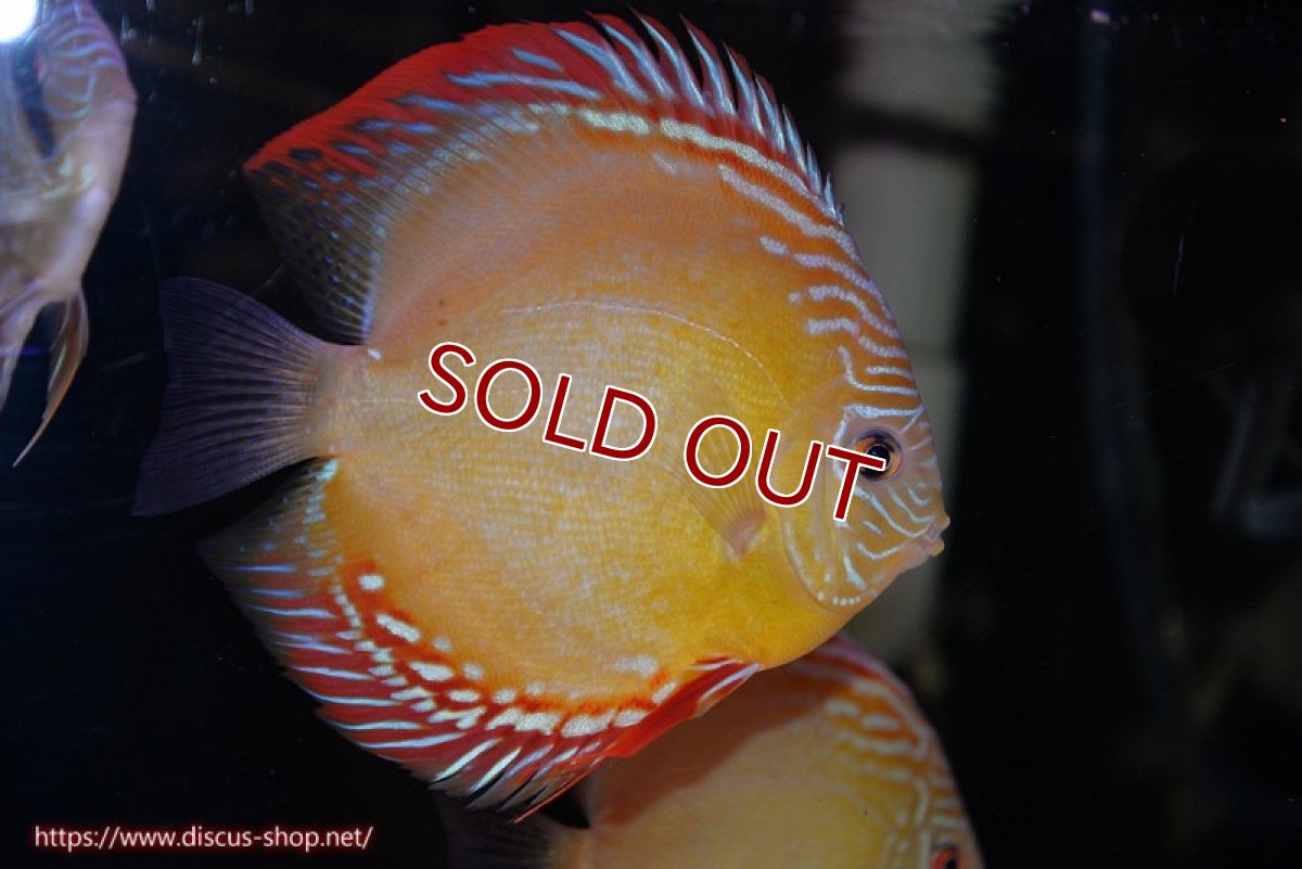 画像1: 【ディスカス】【通販】【超激レア 現地セレクト個体】(【激赤必至】朱月 （種親候補レベル 推定♂）【個体販売】13-15cm【証明書付】（生体）B-HOUSE 倉津氏作出 (1)