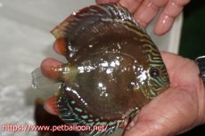 画像3: 【ディスカス】【通販】【超激レア 現地セレクト個体】(【激赤必至】朱月 （種親候補レベル 推定♂）【個体販売】13-15cm【証明書付】（生体）B-HOUSE 倉津氏作出 (3)